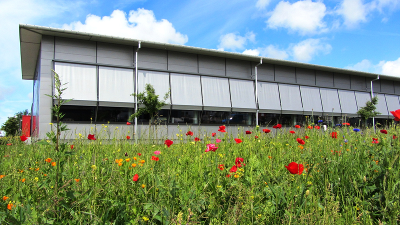 Im Vordergrund eine blühende Mohnwiese, im Hintergrund ein graues Gebäude, welches Die Jalousien heruntergefahren hat, die Sporthalle.