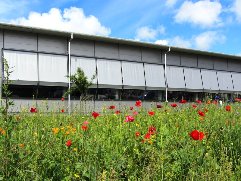 Im Vordergrund eine blühende Mohnwiese, im Hintergrund ein graues Gebäude, welches Die Jalousien heruntergefahren hat, die Sporthalle.